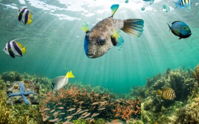 My Sojourn with the Sea