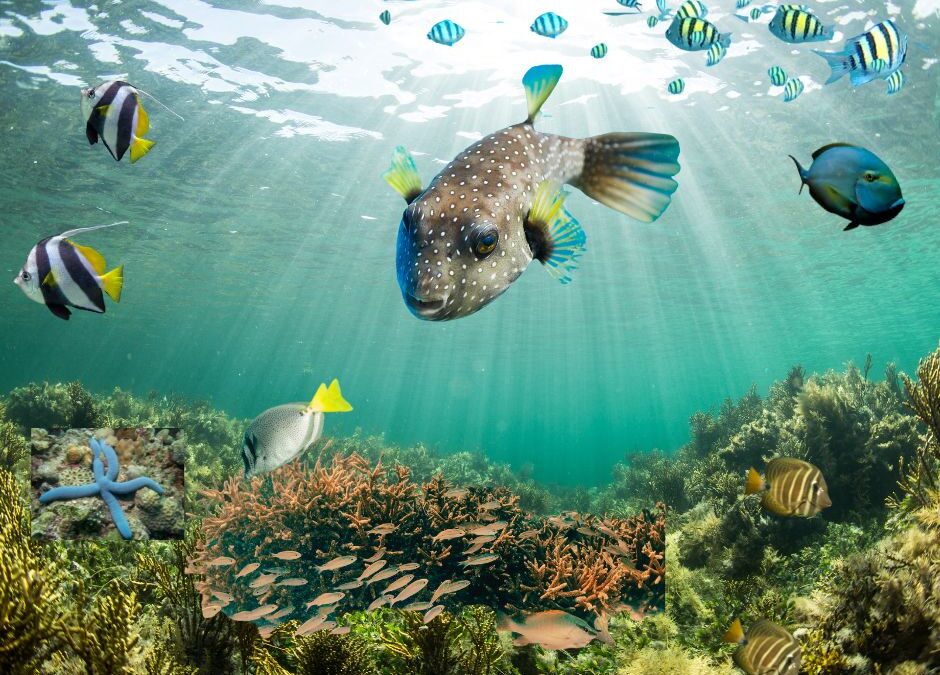 My Sojourn with the Sea